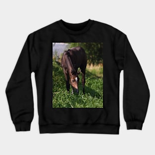 TB COLT Crewneck Sweatshirt